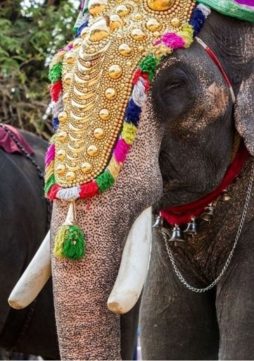 elephant in india
